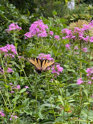 2024: Phlox paniculata 'Jeana'