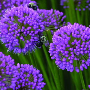 Allium 'Millenium' named 2018 Perennial of the Year