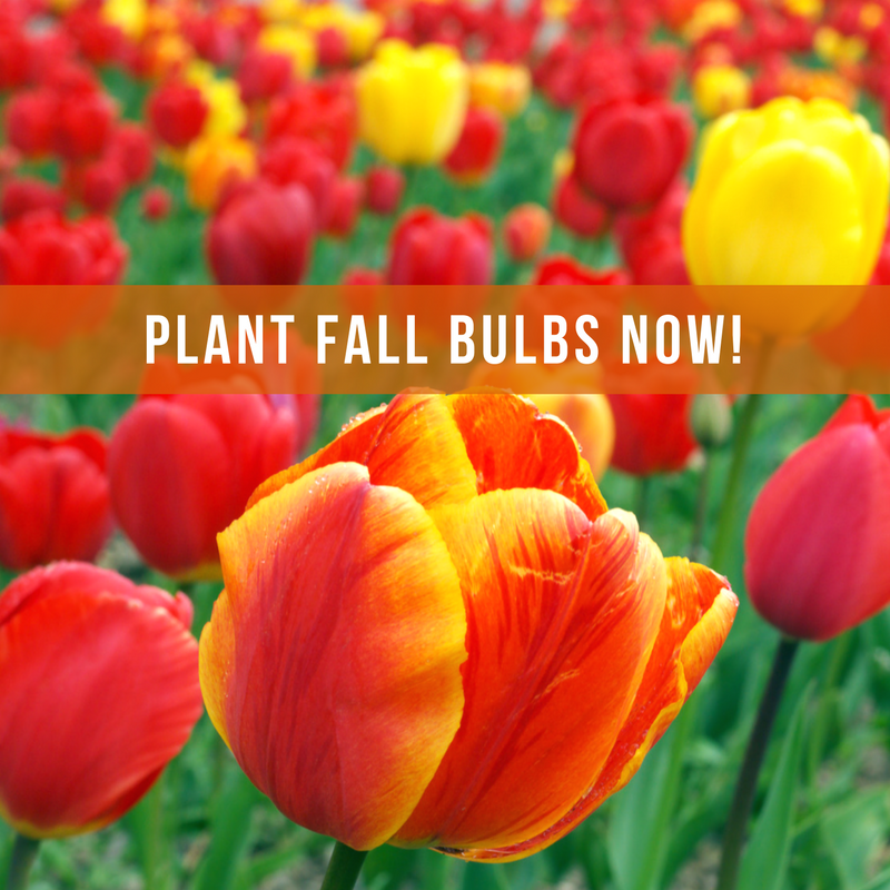Plant Fall bulbs now for spring colour!