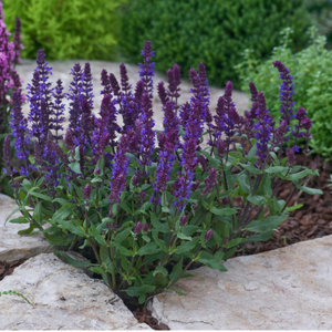 Hardy Salvias are a Hit with Gardeners and Pollinators