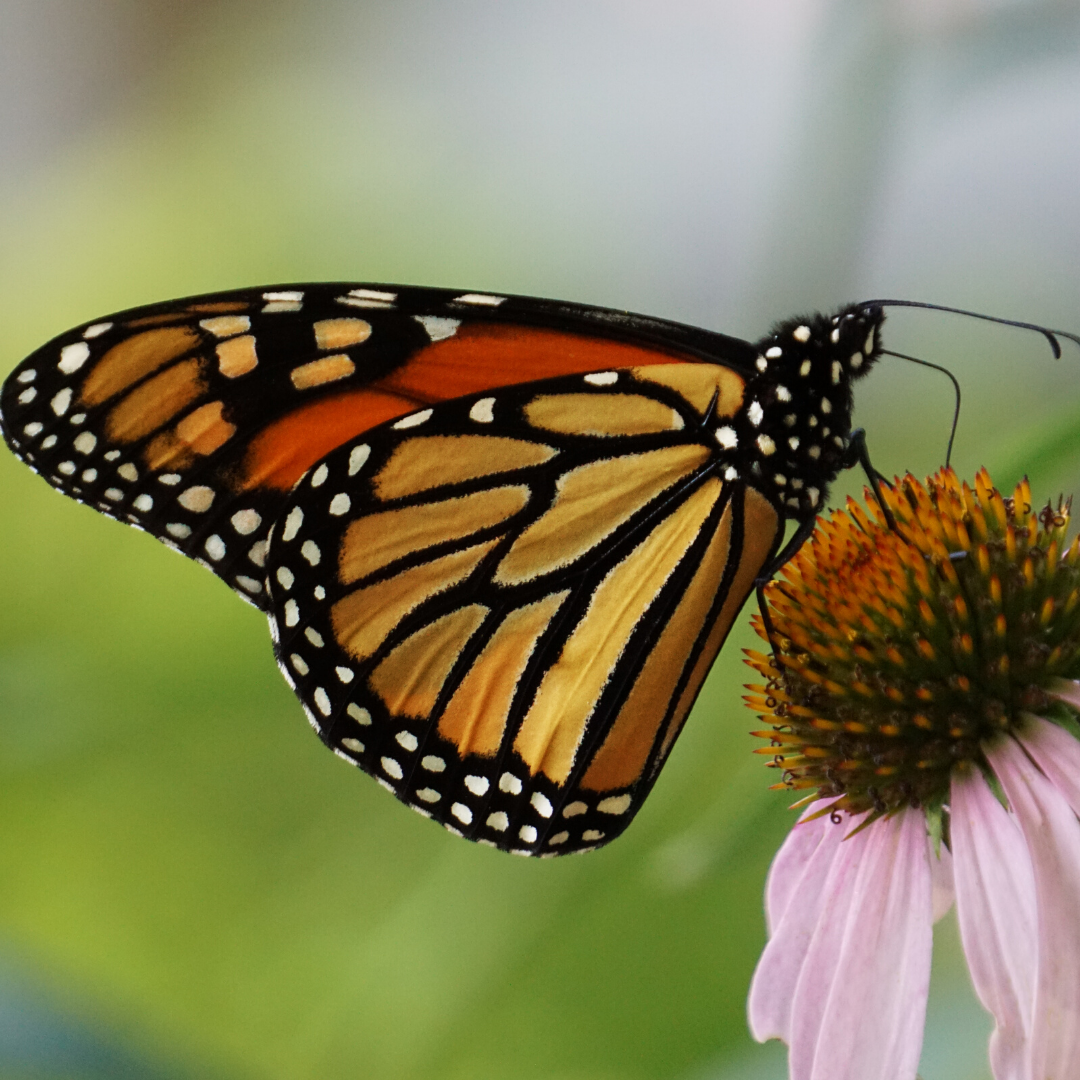 Tips to make your garden more pollinator friendly