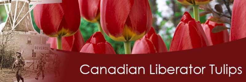 OSS Vimy 110 Fundraising Tulips