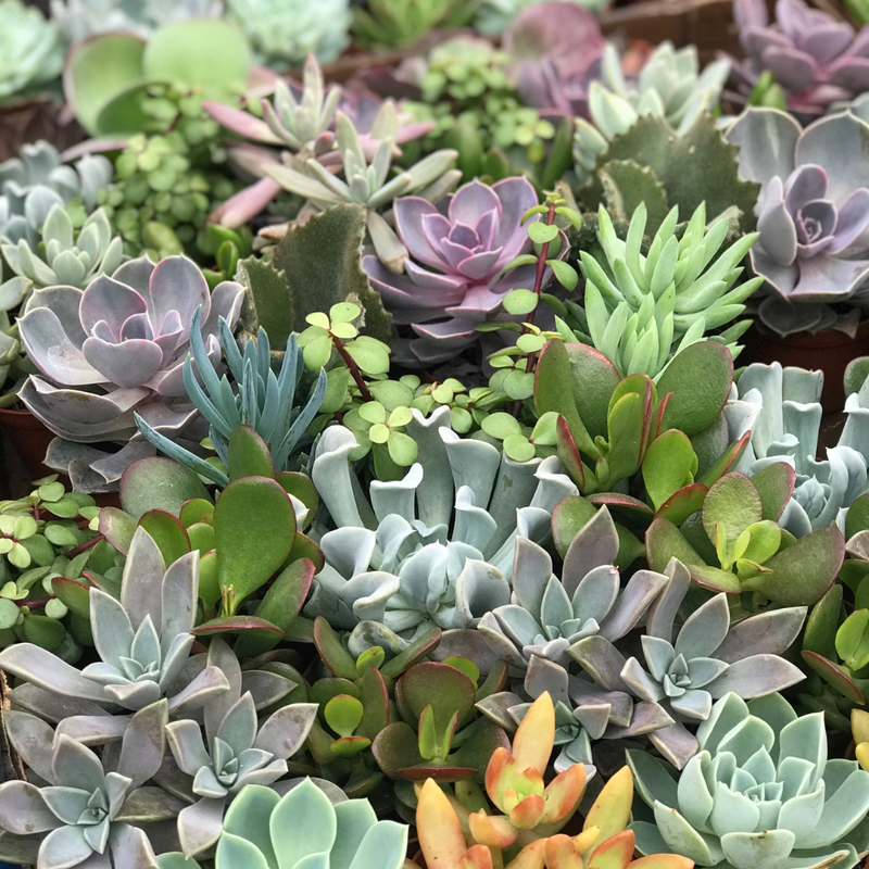 Succulent Success