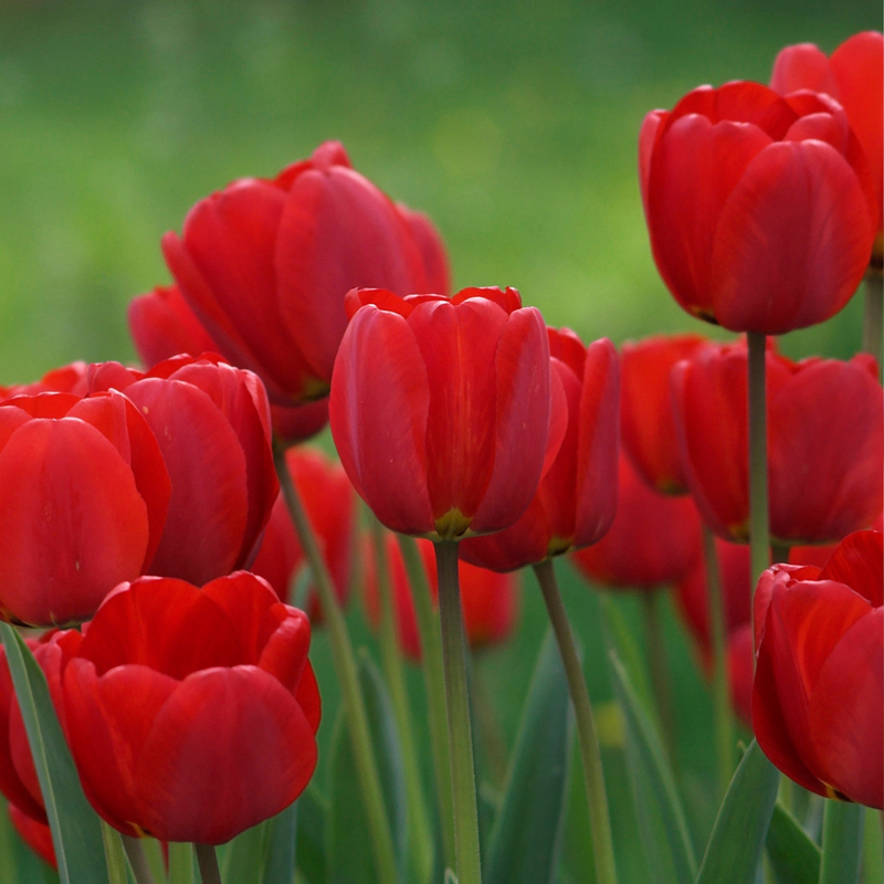 OSS Fundraiser Tulips